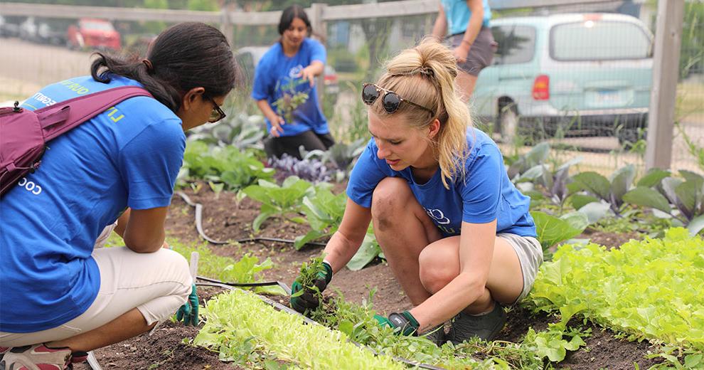 Volunteers working in a garden